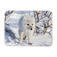 Arctic Fox , Churchill Wildlife Management Area