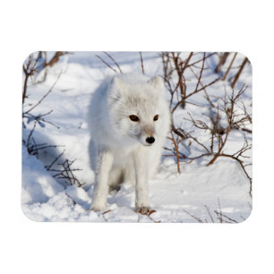 Arctic Fox , Churchill Wildlife Management Area Magnet