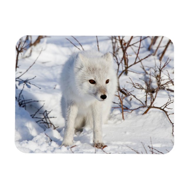 Arctic Fox , Churchill Wildlife Management Area Magnet (Horizontal)