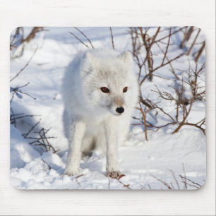 Arctic Fox , Churchill Wildlife Management Area Mousepad