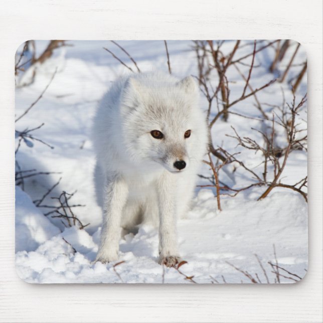 Arctic Fox , Churchill Wildlife Management Area Mousepad (Vorne)