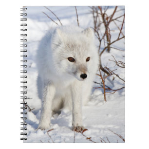 Arctic Fox , Churchill Wildlife Management Area Notizblock