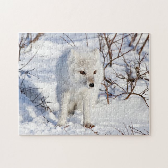 Arctic Fox , Churchill Wildlife Management Area Puzzle (Horizontal)