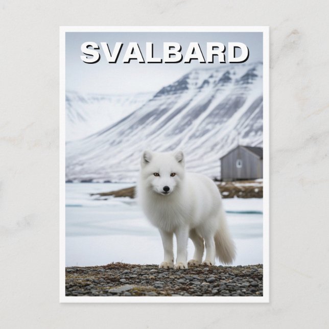 Arctic Fox in Svalbard Norwegen Postkarte (Vorderseite)