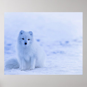 Arctic Fox, Island Poster
