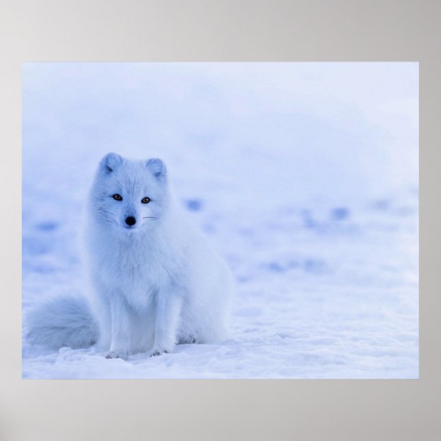 Arctic Fox, Island Poster (Vorne)
