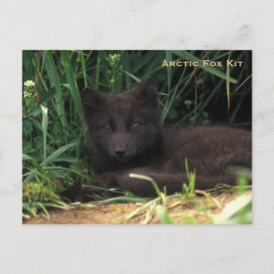 Arctic Fox Kit Wildlife Series # 19 Postkarte