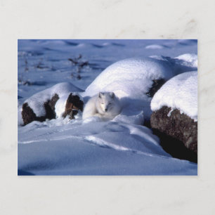 Arctic Fox Postcard Postkarte