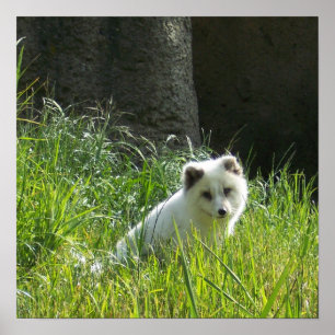 Arctic Fox Poster