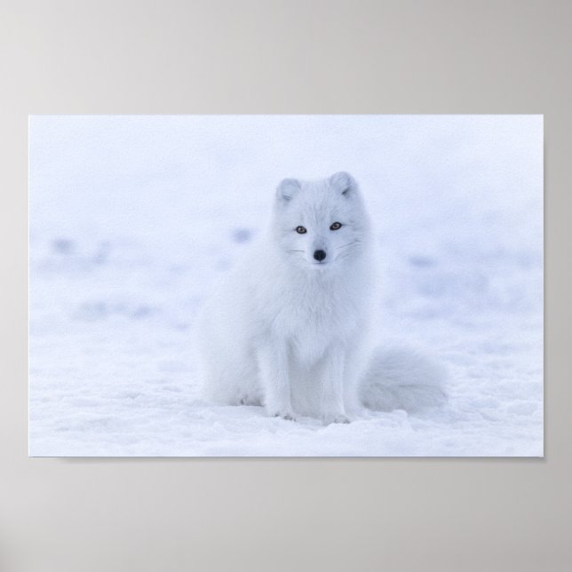 Arctic Fox Poster (Vorne)