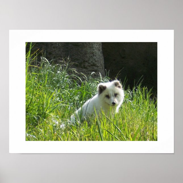 Arctic Fox Poster (Vorne)