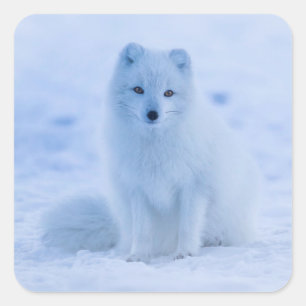 Arctic Fuchs Aufkleber