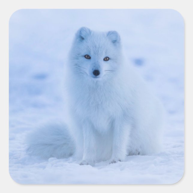 Arctic Fuchs Aufkleber (Vorderseite)