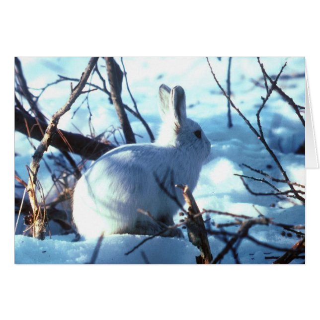 Arctic Hare (Vorderseite (Horizontal))
