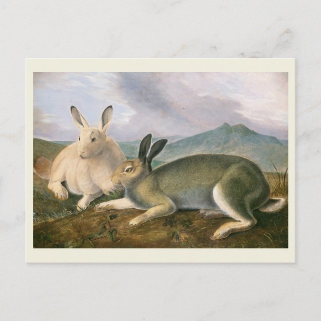 Arctic Hare, c1841, painting, John James Audubon Postkarte (Vorderseite)
