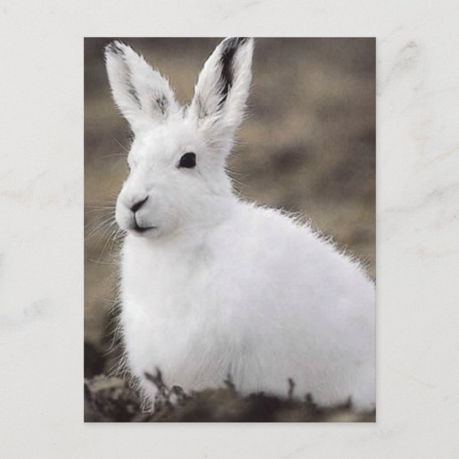 Arctic Hare Postkarte (Vorderseite)