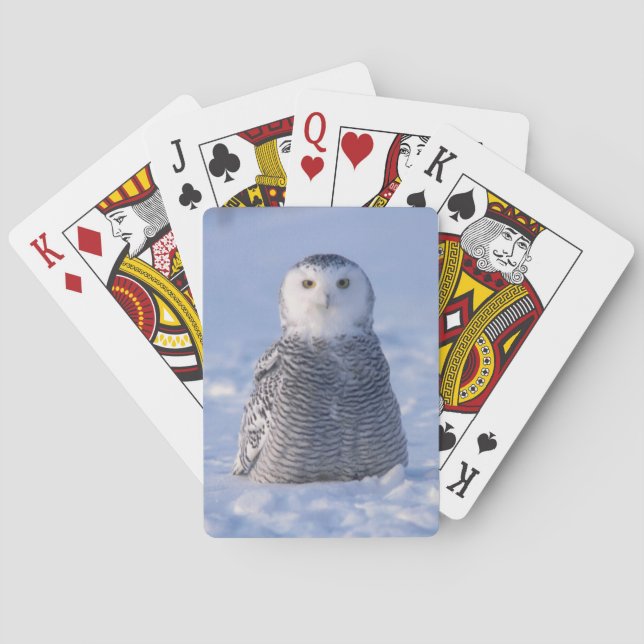 Arctic Snowy Owl Alaska Winter Scene Playing Card Spielkarten (Rückseite)