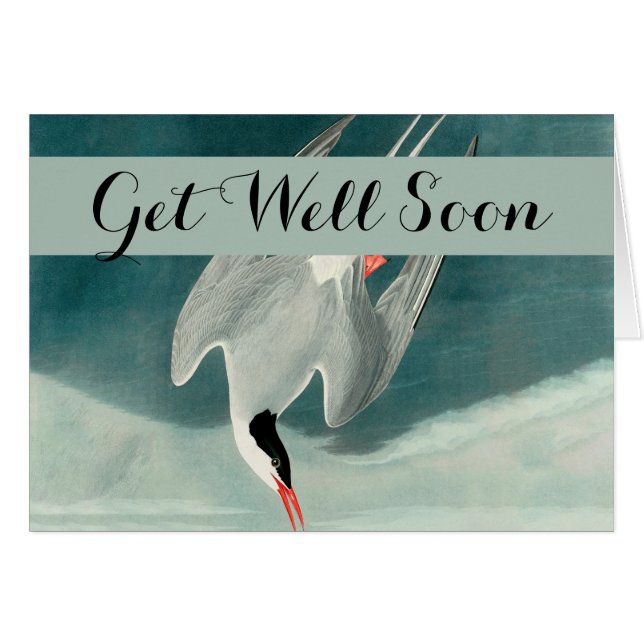 Arctic Tern Audubon Bird Wildlife Painting (Vorderseite (Horizontal))