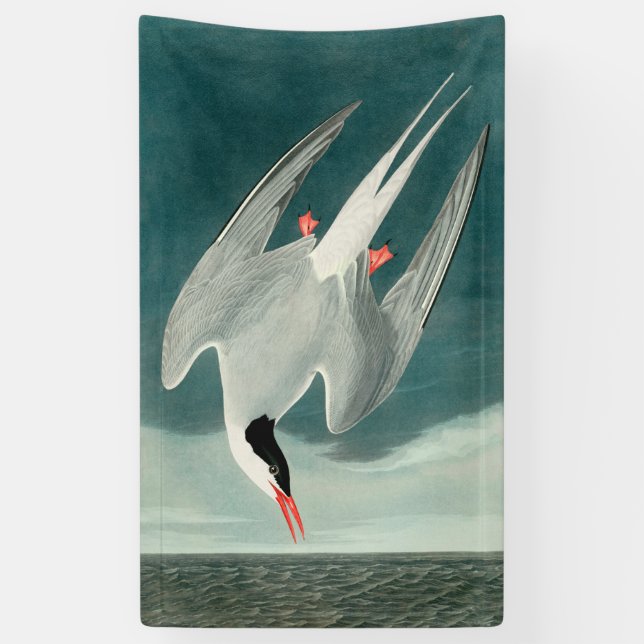 Arctic Tern Audubon Bird Wildlife Painting Banner (Vertikal)