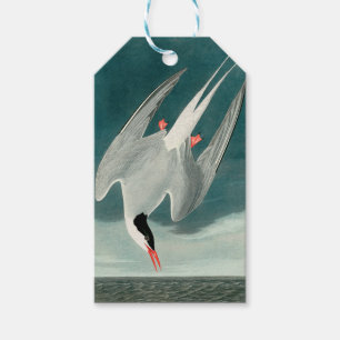 Arctic Tern Audubon Bird Wildlife Painting Geschenkanhänger