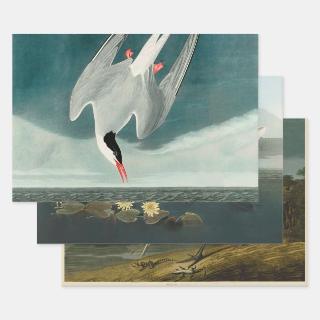 Arctic Tern Audubon Bird Wildlife Painting Geschenkpapier Set (Set)