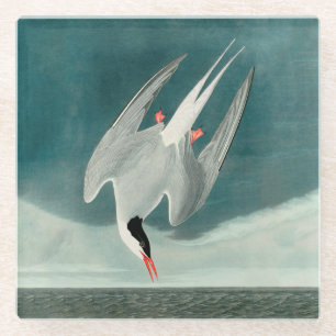 Arctic Tern Audubon Bird Wildlife Painting Glasuntersetzer