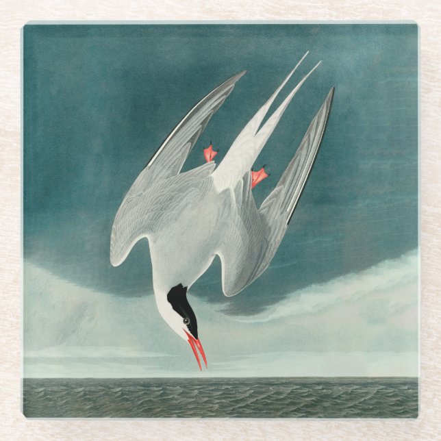 Arctic Tern Audubon Bird Wildlife Painting Glasuntersetzer (Vorderseite)