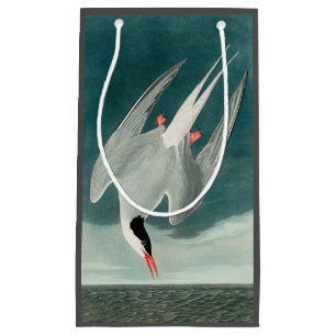 Arctic Tern Audubon Bird Wildlife Painting Kleine Geschenktüte