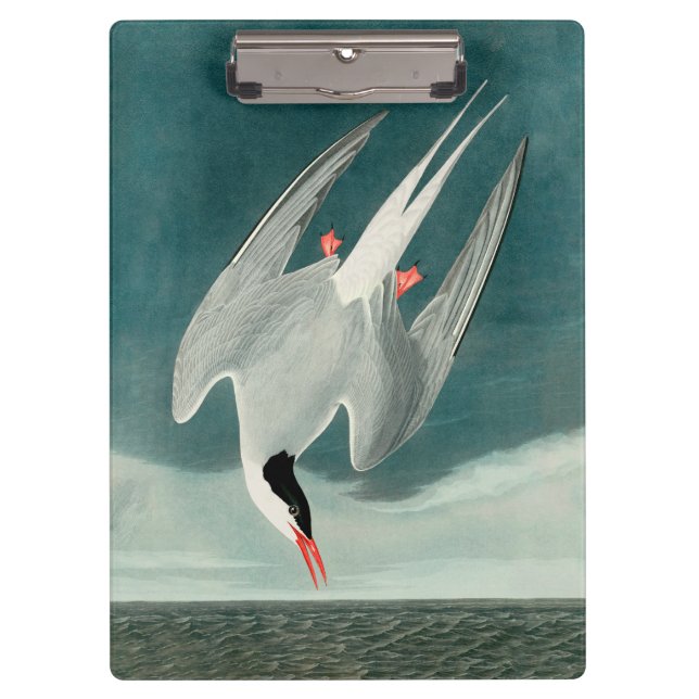 Arctic Tern Audubon Bird Wildlife Painting Klemmbrett (Vorderseite)