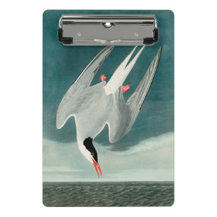 Arctic Tern Audubon Bird Wildlife Painting Mini Klemmbrett