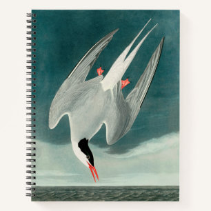 Arctic Tern Audubon Bird Wildlife Painting Notizbuch