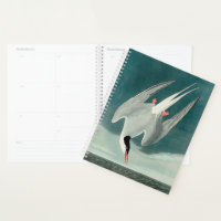 Arctic Tern Audubon Bird Wildlife Painting