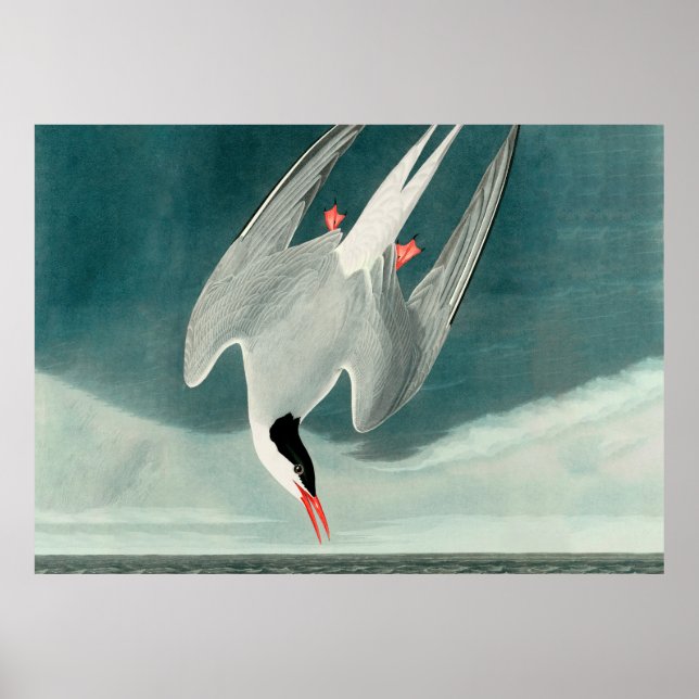 Arctic Tern Audubon Bird Wildlife Painting Poster (Vorne)