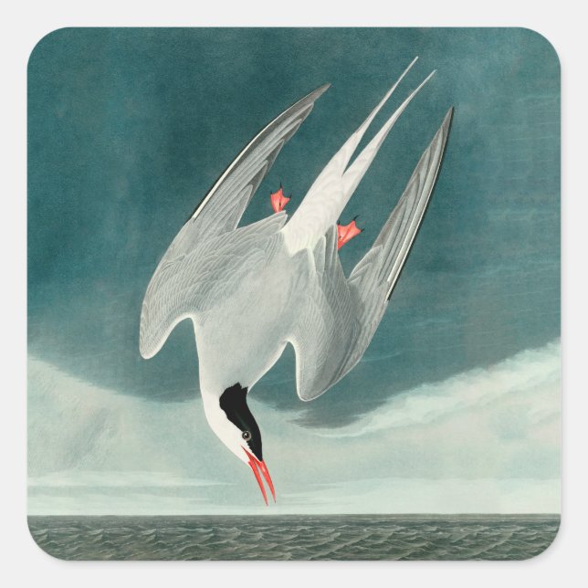 Arctic Tern Audubon Bird Wildlife Painting Quadratischer Aufkleber (Vorderseite)