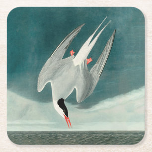 Arctic Tern Audubon Bird Wildlife Painting Rechteckiger Pappuntersetzer
