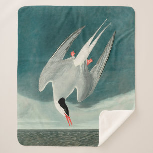 Arctic Tern Audubon Bird Wildlife Painting Sherpadecke