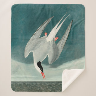 Arctic Tern Audubon Bird Wildlife Painting Sherpadecke