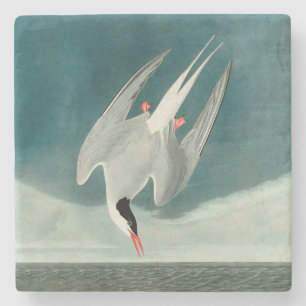 Arctic Tern Audubon Bird Wildlife Painting Steinuntersetzer