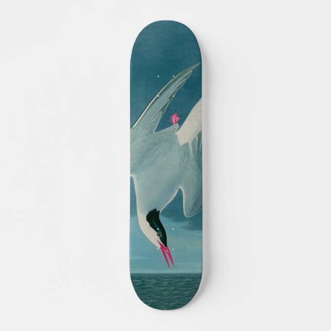 Arctic Tern Birds of America Audubon Print Skateboard (Vorne)