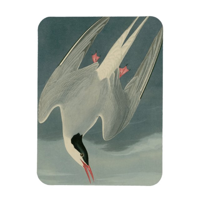 Arctic Tern Magnet (Vertikal)