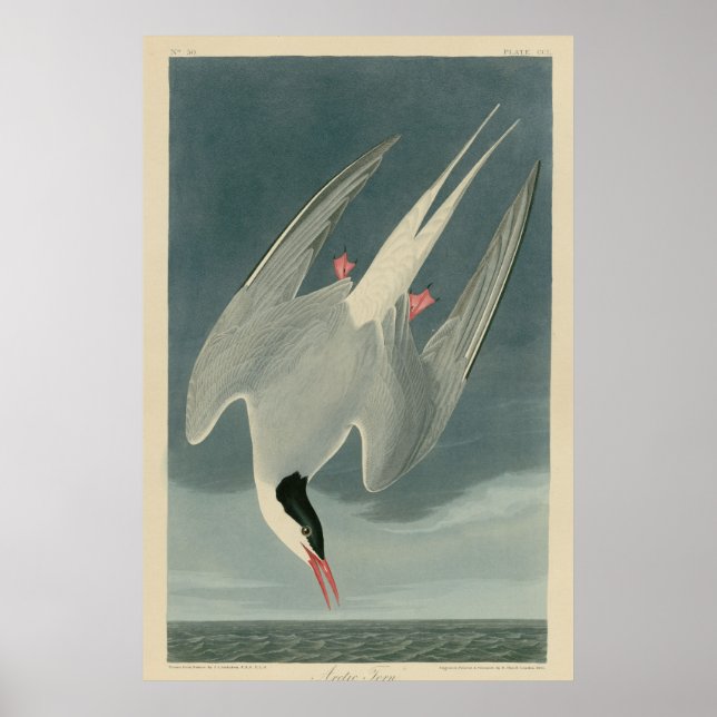 Arctic Tern Poster (Vorne)