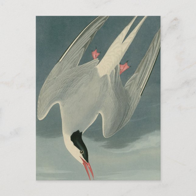 Arctic Tern Postkarte (Vorderseite)
