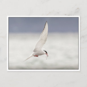 Arctic Tern Postkarte