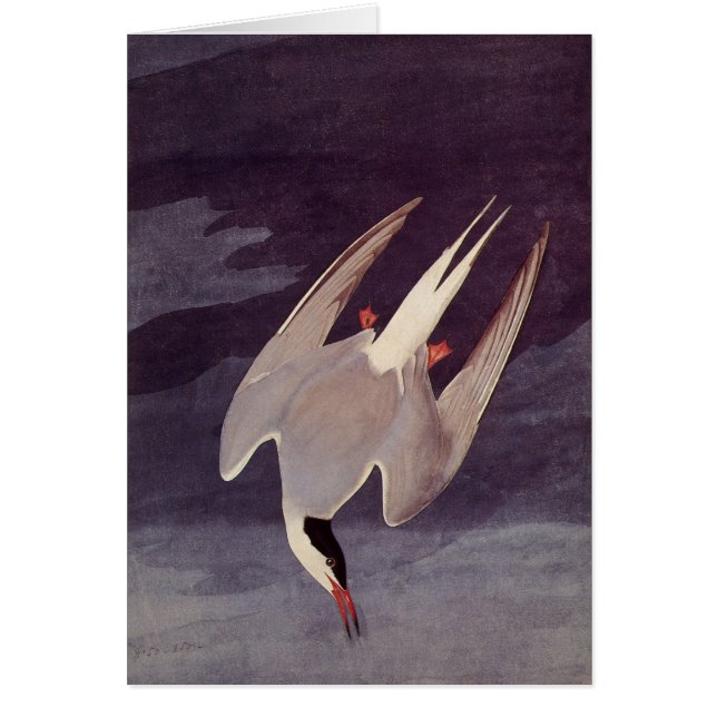 Arctic Tern von John James Audubon, Vintage Vögel (Vorne)