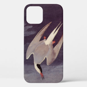 Arctic Tern von John James Audubon, Vintage Vögel Case-Mate iPhone Hülle