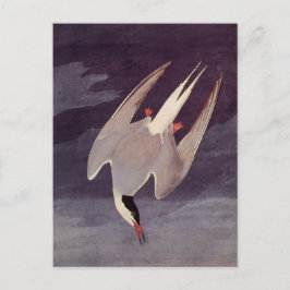 Arctic Tern von John James Audubon, Vintage Vögel Postkarte