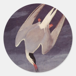 Arctic Tern von John James Audubon, Vintage Vögel Runder Aufkleber