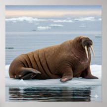 Arctic Walrus