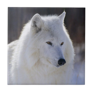 Arctic White Wolf Tile Fliese