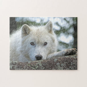 ARCTIC WOLF 11x14 INCH Puzzle